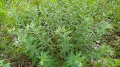 Lithospermum parviflorum