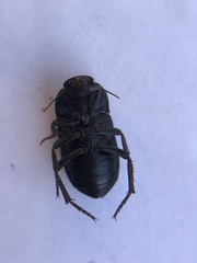 Coniontis