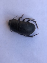 Coniontis