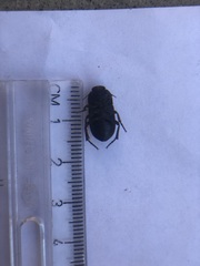 Coniontis