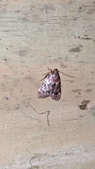 Aglossa disciferalis
