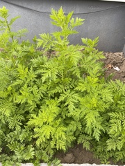 Artemisia annua