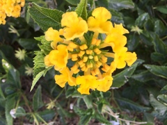 Lantana