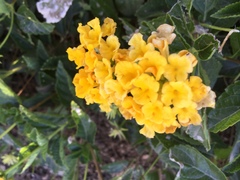 Lantana