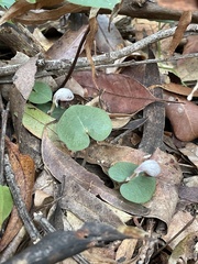 Corybas barbarae