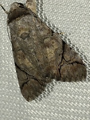 Bamra mundata