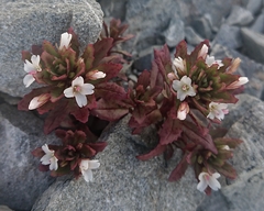 Epilobium pycnostachyum