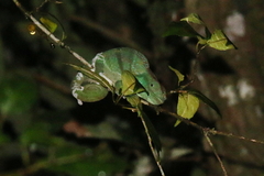 Calumma oshaughnessyi