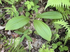 Veratrum parviflorum