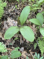 Veratrum parviflorum