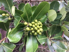 Pittosporum viridiflorum