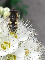 Parhelophilus rex