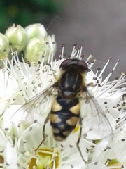 Parhelophilus rex