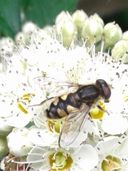 Parhelophilus rex