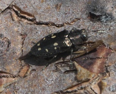 Phaenops lecontei