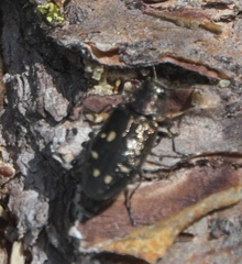 Phaenops lecontei
