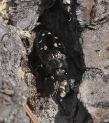 Phaenops lecontei