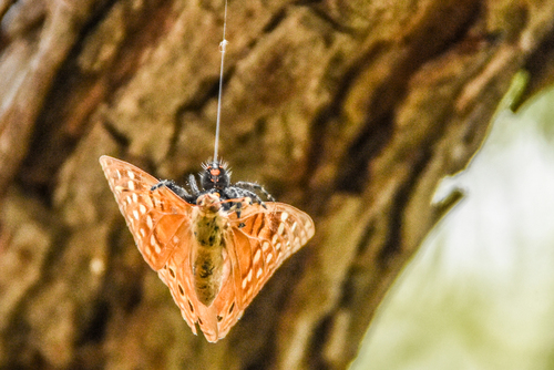 Bold Jumping Spider photographed in Oklahoma