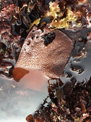 Chondracanthus