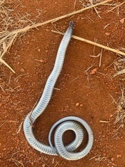 Aparallactus lunulatus