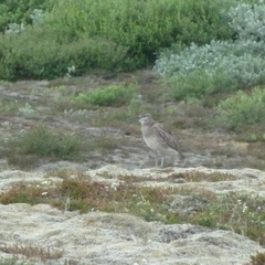 Numenius phaeopus phaeopus