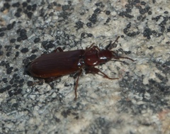 Pytho americanus