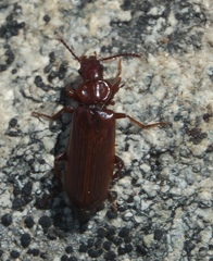 Pytho americanus