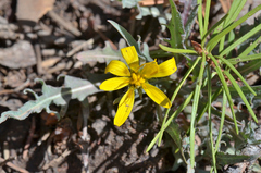 Agoseris parviflora
