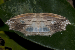 Leucoblepsis excisa