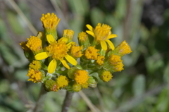 Packera tridenticulata