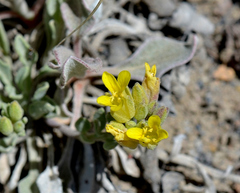 Physaria montana