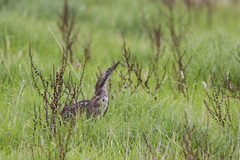 Botaurus poiciloptilus