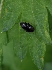 Slaterocoris