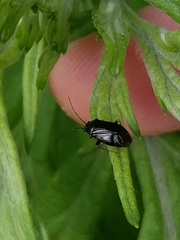 Slaterocoris