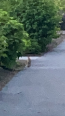 Sylvilagus floridanus