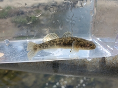 Gillichthys mirabilis