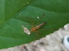 Oxyopes