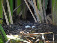 Podilymbus podiceps