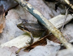 Rana japonica
