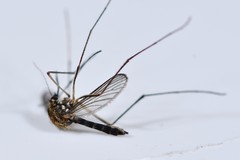 Aedes cinereus