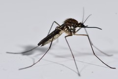 Aedes cinereus
