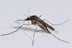 Aedes cinereus