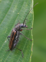 Cortodera longicornis