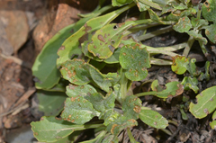 Packera tridenticulata