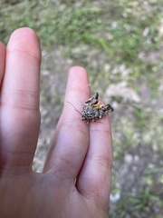 Mellilla xanthometata