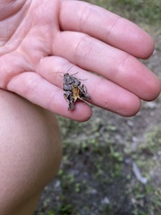 Mellilla xanthometata