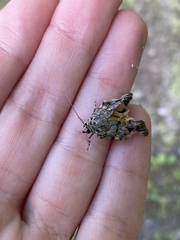 Mellilla xanthometata