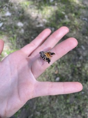 Mellilla xanthometata