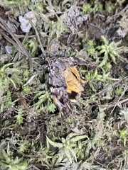 Mellilla xanthometata