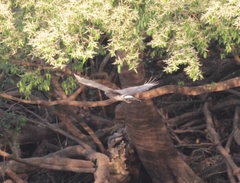 Circaetus cinerascens